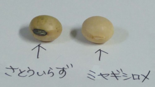 11-2芽の比較