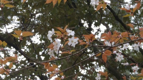 13-3.御所の山桜