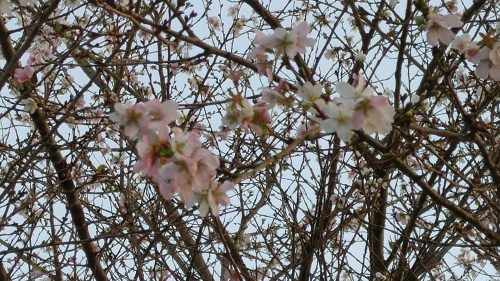 48-2 大原の桜